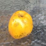 Camuesa