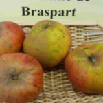 Manzano ‘Germaine de Brasparts’ o ‘Avalou Plannebeg’