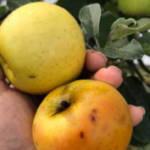Malus sieversii ‘Bourlès’