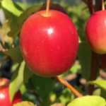 Malus sieversii ‘Lavergne’