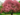 malus_nidze.png