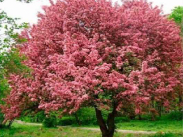 malus_nidze.png