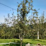 Manzana Morro de Liebre