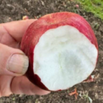 Manzana de nieve