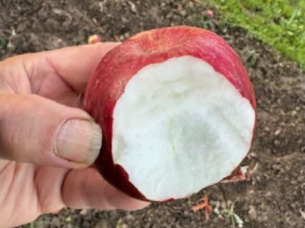 pomme_de_niege.png