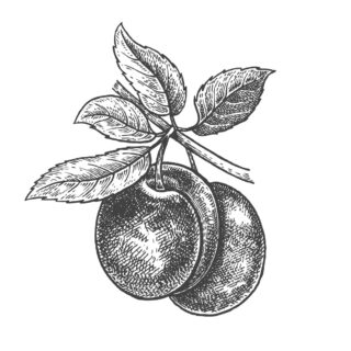 Ciruelos
